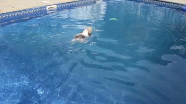 mcqfetch
