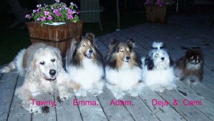 London Ontario Dog Training at Pets Plus Obedience Training